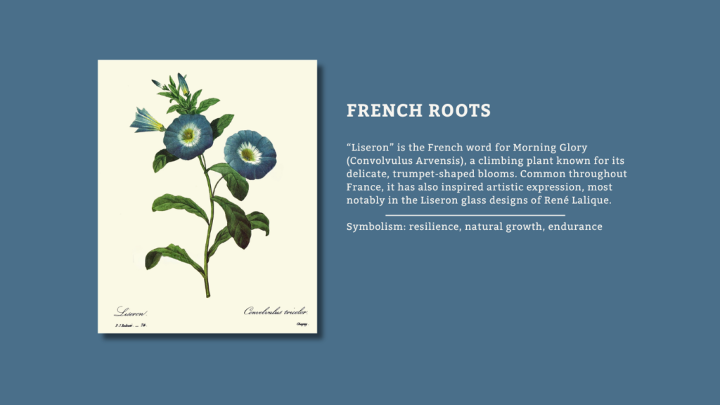 Liseron means Morning Glory in French