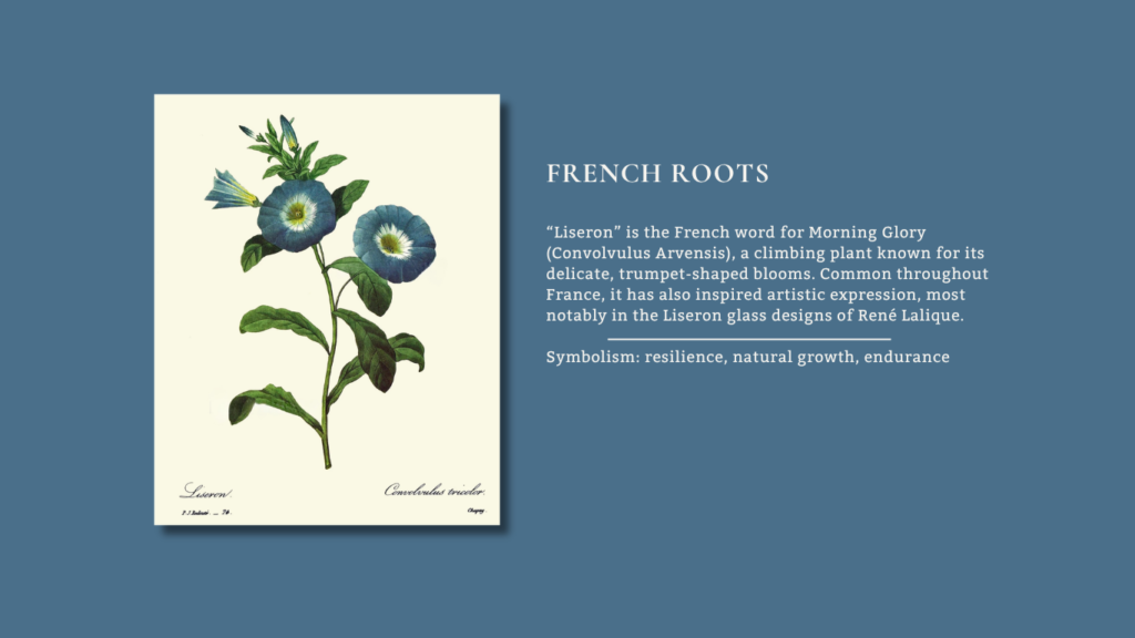 Liseron means Morning Glory in French